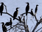 The monitoring of rare bird species in Rhodes island