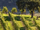 Plan the weekend ahead and visit the best wineries in Greece for free