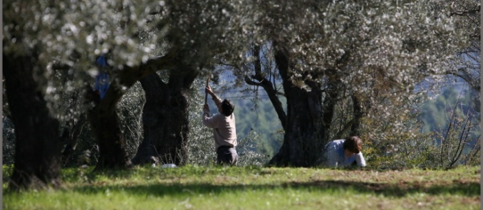 Extra virgin olive oil from the area of Mani in the Peloponese: Among the best worldwide. 